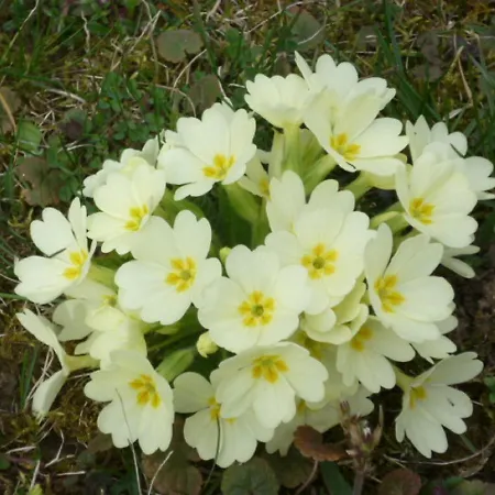 Baranyai Vendeghaz * Bük